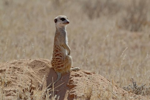 Meerkat (Suricata suricatta), Kgalagad Transfrontier Park, South Africa, Africa