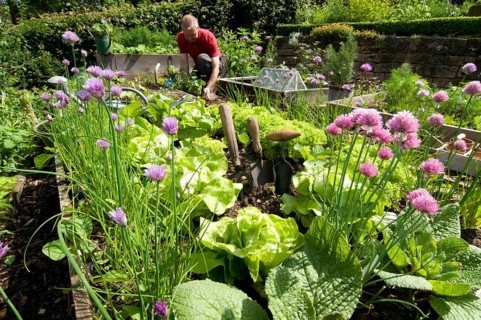 Herb garden, chives (Allium schoenoprasum)
