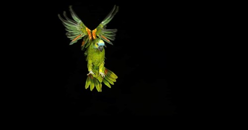 Blue-Fronted Amazon Parrot or Turquoise-Fronted Amazon (amazona aestiva) Parrot, Adult in flight