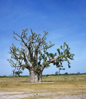 Baobab (Bombacaceae), mallow family, Baobab in Senegal