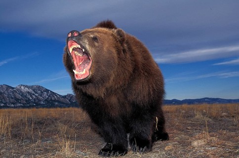Kodiak Bear (ursus arctos middendorffi), Adult with Open Mouth, Defensive Posture, Alaska