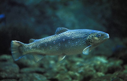 Forma fario, brown trout (salmo trutta fario) river trout, mountain trout, stone trout, brown