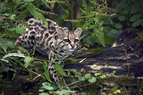 Margay cat, leopardus wiedi, adult