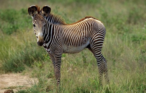 Grevy's grevy's zebra (equus grevyi), foal in Samburu Park in Kenya