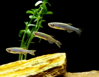 Zebrafish (brachydanio rerio) (Brachydanio rerio), Zebrafish, Animals, Other animals, Fishes,