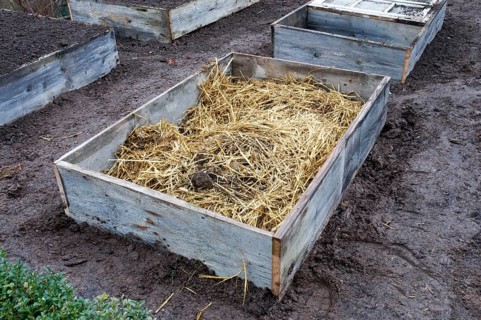 Cold frame, manure bed, straw and manure