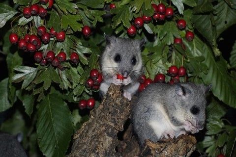 Edible Dormice (Glis glis), youngs, Germany, Europe