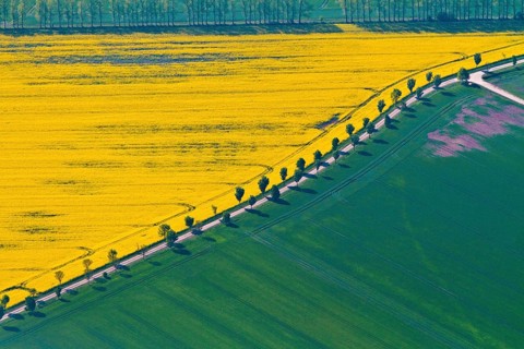 Rape field and field path, avenue, Saxony-Anhalt, Germany, Europe
