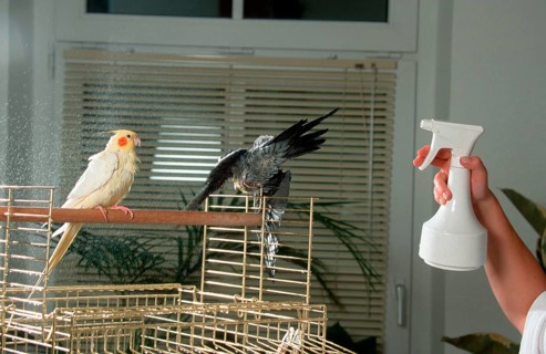 Cockatiels (Nymphicus hollandicus), pair on cage, beeing showered