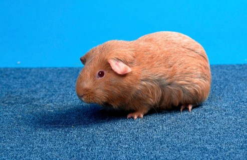 Guinea Pig pig, salm-agouti