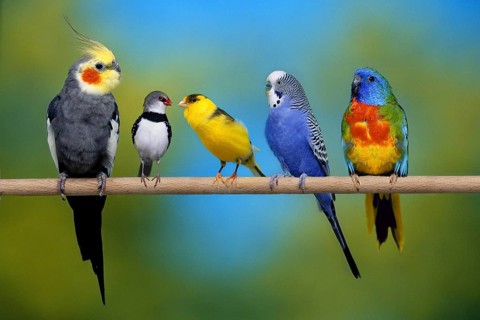 Cockatiel, Diamond Finch, Canary, Budgie and Shining Parakeet
