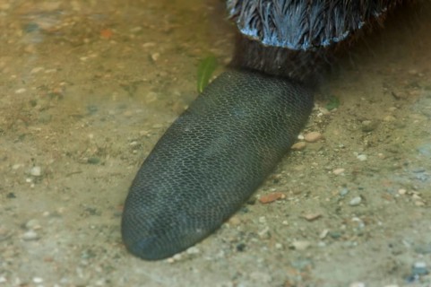 European beaver (Castor fiber), tail, Rosenheim, Bavaria, Germany, Europe