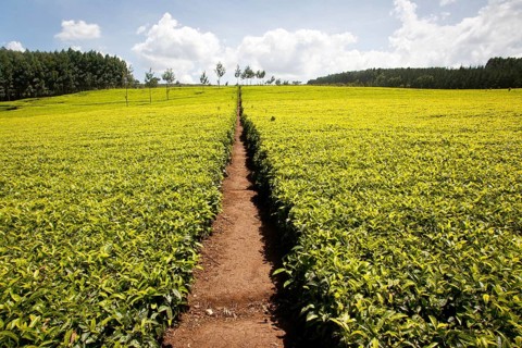 Tea plantations, tea bush, Kericho (Camellia sinensis), Kenya, Africa