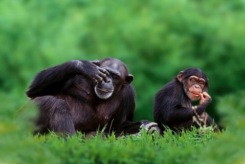 Chimpanzee with young, common chimpanzee (Pan troglodytes) with young