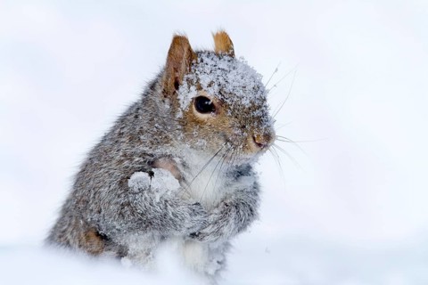 Eastern gray squirrel (Sciurus carolinensis), Montreal, Quebec, Canada, North America
