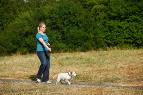 Woman with Parson Russell Terrier, dog pulling on leash, Parson Jack Russell Terrier, dog leash,