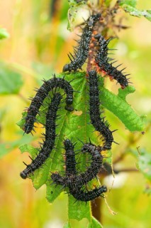 European peacock (Inachis io), caterpillar, Stinging nettle (Urtica dioica), Rhineland-Palatinate,