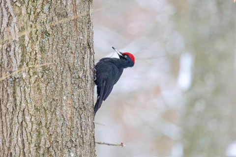 Black Woodpecker (Dryocopus martius) male, Germany, Europe