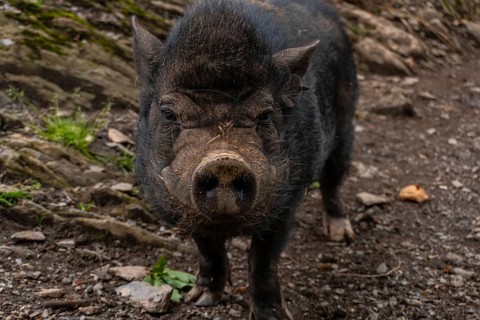 A free-ranging black boar seen in the Borce commune of the French Pyrenees