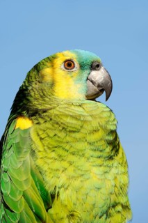 Orange-winged amazon (Amazona amazonica), portrait, captive, occurrence in South America