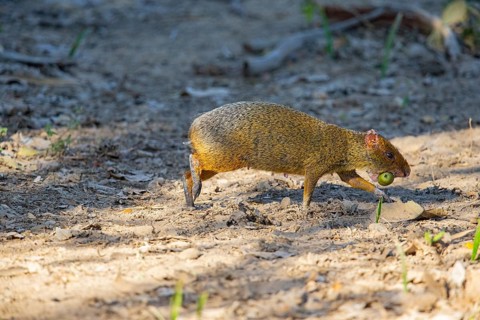 Azara's agouti (Dasyprocta azarae) Pantanal Brazil