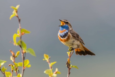 Bluethroat (Luscinia svecica svecica), singing male, Dovrefjell, Norway, Europe
