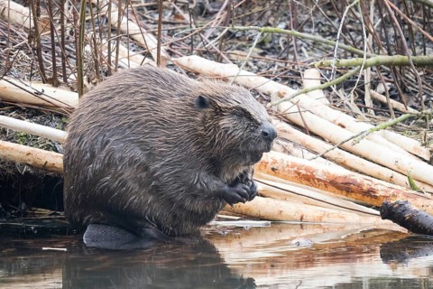 A beaver (Castor fibre) sits quietly by the water surrounded by gnawed branches, Hesse, Germany,