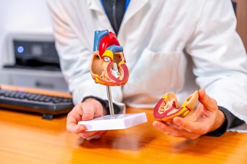 Unrecognizable male doctor cardiologist using a model of a heart to explain procedure