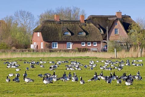 Flock of barnacle geese (Branta leucopsis) foraging in field, grassland in front of house in