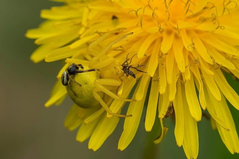 Goldenrod Crab Spider or Flower Crab Spider (Misumena vatia), Upper Austria, Austria, Europe