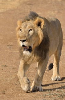 Asiatic Lion (Panthera leo persica), male, Gir Interpretation Zone, Gir Forest National Park, Gir