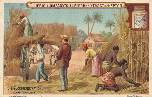 Picture series The sugar factory, harvesting sugar cane, Liebig picture, digitally restored