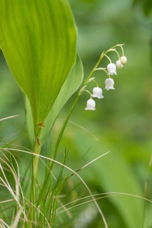 Lily of the Valley (Convallaria majalis), Upper Austria, Austria, Europe