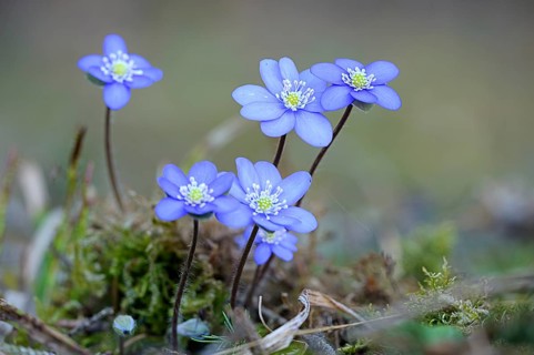 Hepatica or Liverwort (Hepatica nobilis, Syn. Anemone hepatica), flowering, Austria, Europe