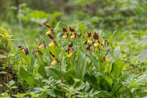 Lady's slipper orchid (Cypripedium calceolus), Kalkalpen National Park, Upper Austria, Austria,