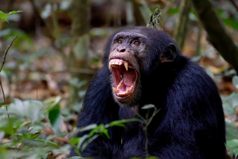 West African chimpanzee (Pan troglodytes verus) braids its teeth, at Bossou, Nzérékoré Region,