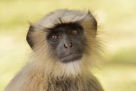 Dussumier's Malabar Langur or Southern Plains Gray Langur (Semnopithecus dussumieri), Gir Forest