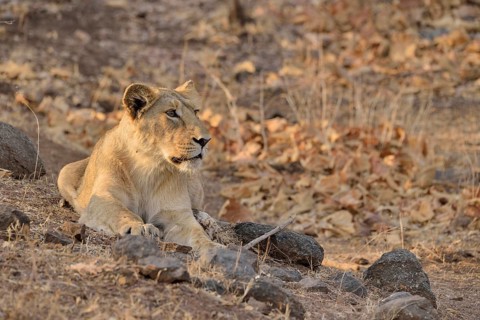 Asiatic Lion (Panthera leo persica), young male, Gir Forest National Park, Gir Sanctuary, Gujarat,