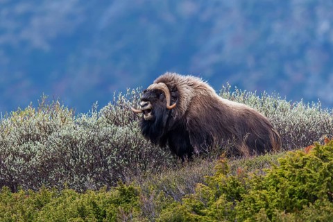 Muskox or Musk Ox (Ovibos moschatus), ?Dovrefjell-Sunndalsfjella-Nationalpark, Norway, Europe