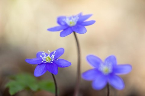 Three-lobed liverwort (Hepatica nobilis), Ranunculaceae, Fridingen, Upper Danube nature park Park,
