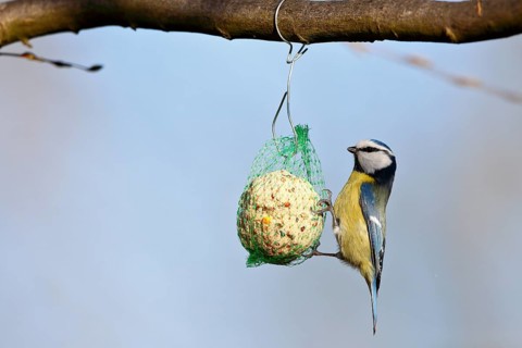 Blue tit (Cyanistes caeruleus, syn.: Parus caeruleus) hanging on a tit dumpling, winter feeding of
