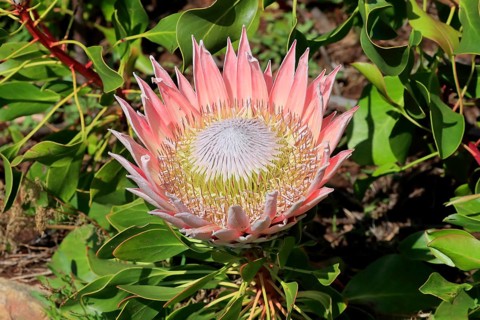 King Protea (Protea cynaroides), flower, flowering, flower, in spring, Kirstenbosch Botanical