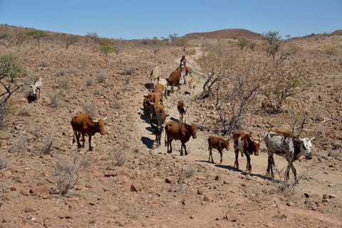 Himba woman on a donkey with her herd of cows, Orupembe, Kaokoland, Kunene, Namibia, Africa