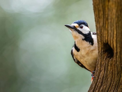 Male of Great Spotted Woodpecker, Dendrocopos major, bird in forest at winter sun