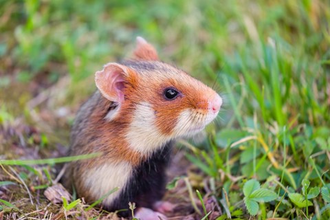 A European hamster (Cricetus cricetus), Eurasian hamster, black-bellied hamster or common hamster,