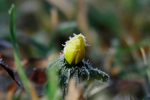 Winter aconite in a meadow, winter, Germany, Europe