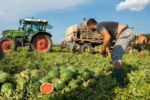 Melons, harvest, watermelon, near Bad Krozingen, Markgräflerland, Breisgau, Black Forest, Germany,