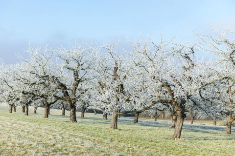 Rows of fruit trees with hoar frost on a cold winter morning in a meadow near Waiblingen,