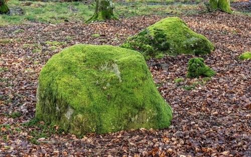 Stones covered in moss in Fyledalen, Ystad Municipality, Skåne, Sweden Scandinavia