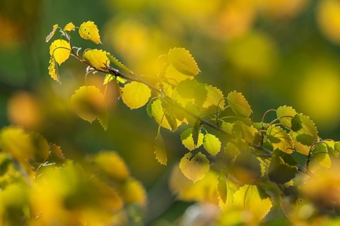 Trembling aspen (Populus tremula), leaves turn yellow in autumn, Lower Saxony, Germany, Europe